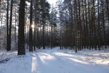 Szacunki brakarskie, czyli co słychać w lesie zimą?